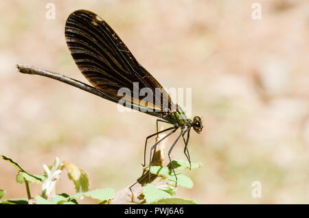 Fotografia di libellula, nero giallo verde blu e rosso a forma di libellula, close up cancella sfondo bokeh di fondo e piante Foto Stock