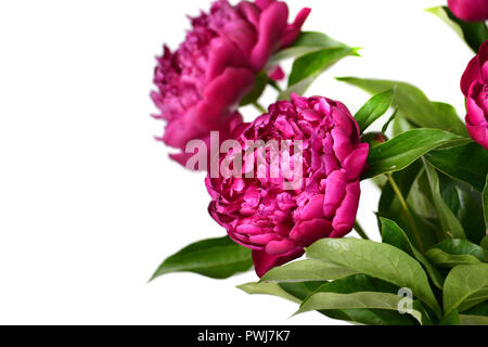 Bellissimo il lilla le peonie closeup bianco su sfondo isolato. Foto Stock