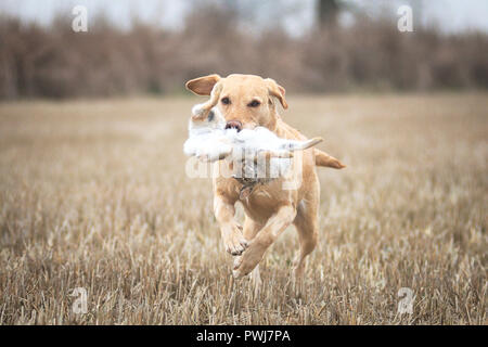 Giallo labrador retriever è il recupero di un coniglio durante una prova di campo in Italia Foto Stock