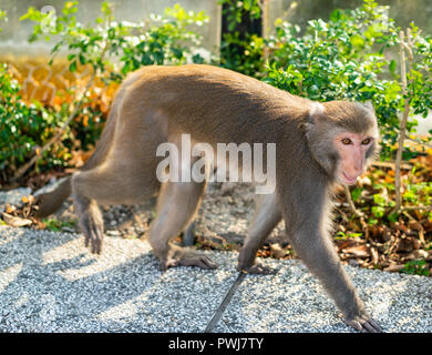 Wild Formosan Taiwanese roccia scimmia macaco camminando sulla terra Foto Stock