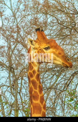 Ritratto di una giraffa africana stretching alta per mangiare le foglie fresche da un albero nella savana del Parco Nazionale di Kruger, Sud Africa. Colpo verticale. Foto Stock