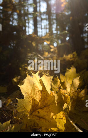 Bel colore giallo autunno caduto foglie di acero in presenza di luce solare. autunno foresta. autunno paesaggio naturale. Autunno Foto Stock