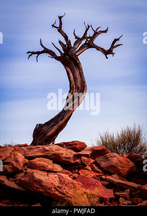 Interessante il vecchio albero morto Foto Stock