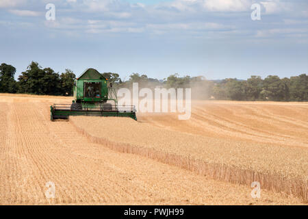 Mietitrebbia raccolta di colture, Cambridgeshire, Regno Unito Foto Stock