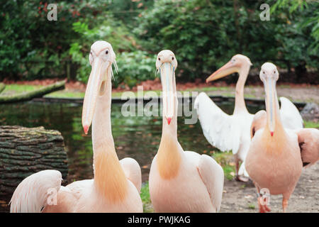 Gruppo di pellicani sul bordo di una pozza iin hamburger' Zoo in Paesi Bassi Foto Stock