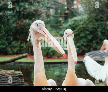 Gruppo di pellicani sul bordo di una pozza iin hamburger' Zoo in Paesi Bassi Foto Stock