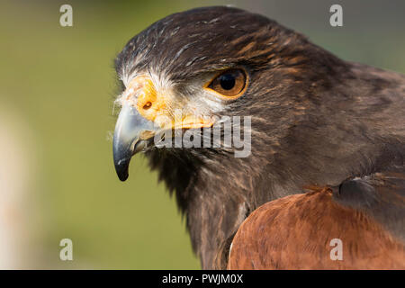 Colpo alla testa di marrone scuro del Harris Hawk. Foto Stock