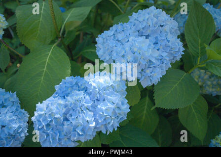 Bella hydrangeas fiorire in estate a Surrey, British Columbia, Canada Foto Stock