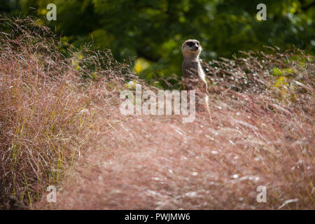 Meerkats tra fogliame presso lo Zoo di Edimburgo Foto Stock