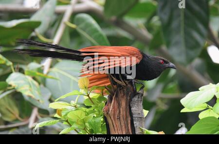 Maggiore Coucal sul ramo di albero Foto Stock