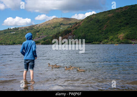 Ragazzo in piedi di Llyn Padarn Lake, Llanberis con anatre nuoto passato Foto Stock