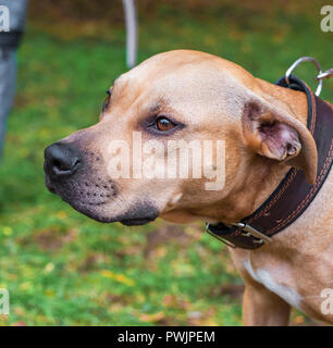 Ritratto brown American pit bull terrier, close up Foto Stock