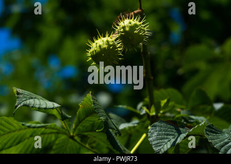 Ippocastani su conker ramo - Aesculus hippocastanum frutti in autunno. Foto Stock