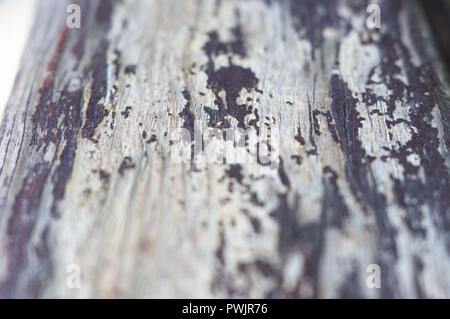 La texture del dipinto shabby panche di legno fatto di schede, close up, grunge background Foto Stock