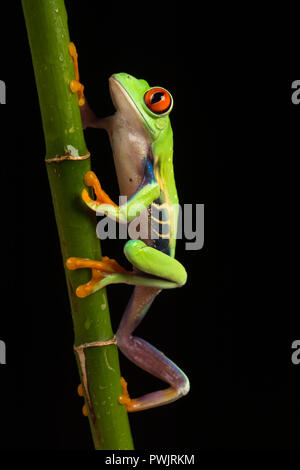 Red-eyed raganella (Agalychnis callidryas) salendo su un gambo di pianta Foto Stock