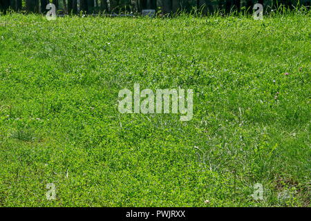 Sullo sfondo di un verde naturale campo di erba e foreste naturali del vecchio parco Nord, Sofia, Bulgaria Foto Stock