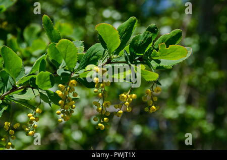 Vista di Berberis con ampie foglie, altamente ramificati, fico d'india bush e giallo fiori aromatici del Lozen mountain, Bulgaria Foto Stock