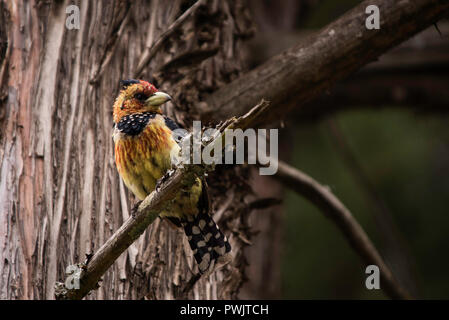 Barbet crestato allo stato selvatico arroccato su un albero. Parco nazionale di Drakensberg, KwaZulu Natal, Sudafrica. Foto Stock