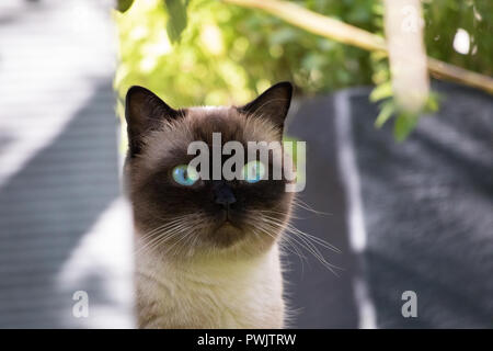 Siam Ritratto di Gatto con gli occhi blu close up Foto Stock