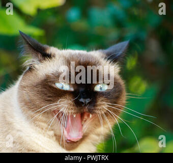 Siam Ritratto di Gatto con gli occhi blu close up Foto Stock