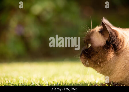 Siam Ritratto di Gatto con gli occhi blu close up Foto Stock