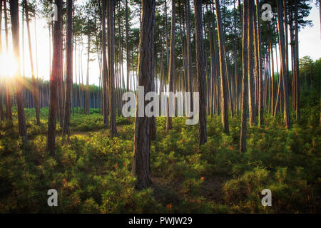 Foresta di faggi illuminati da raggi solari Foto Stock