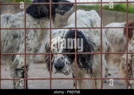 Cane da caccia in una gabbia Foto Stock