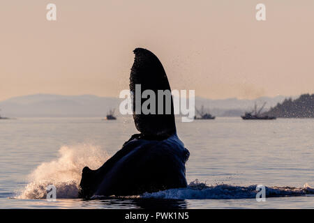 Humpback Whale (Megaptera novaeangliae) tail fluke schizzi durante un tardo pomeriggio autunnale in Blackfish Suono, Hanson Island, fuori dall'Isola di Vancouver, Foto Stock