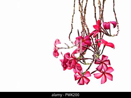 Chiusura del bellissimo rosso tropicale frangipani o Plumeria fiori isolati contro un muro come sfondo naturale con spazio per la copia Foto Stock