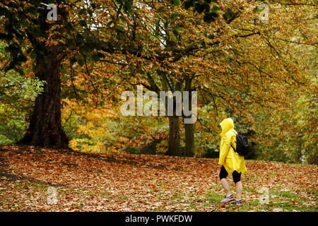 Parco di Battersea, Londra. 17 ott 2018. Regno Unito Meteo: una donna entra in un giallo brillante cappotto di pioggia durante il tempo umido tra le colorate Foglie di autunno in Battersea Park di Londra, mercoledì 17 ottobre, 2018. Foto : © Luca MacGregor Credit: Luke MacGregor/Alamy Live News Foto Stock