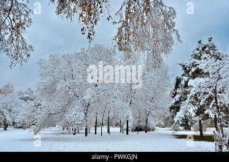 In autunno il parco della città sotto la prima neve soffice. Paesaggio invernale. I rami degli alberi con coperta di neve fogliame in primo piano Foto Stock