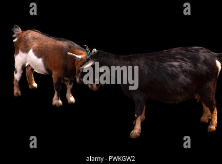 Nero e Marrone di capra teste di attestatura Foto Stock