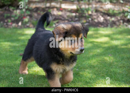 Peluche di cucciolo giocando in un giardino.pastore tedesco rottweiler cross pane Foto Stock
