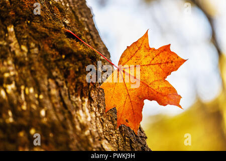 Autunno maple leaf catturati su un tronco di albero, close-up Foto Stock