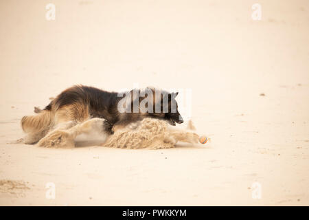 Cane pastore belga Tervuren, saltando a una sfera in sabbia Foto Stock