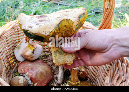 I funghi nel cesto. Mano è la raccolta di funghi. La mano di un uomo in possesso di un fungo. La raccolta dei funghi in una foresta durante l'autunno. Russula emetica, Foto Stock