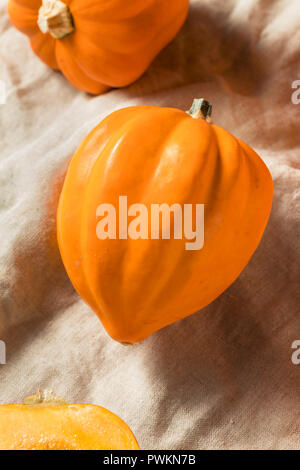 Materie organiche Golden Acorn Squash pronto per cucinare Foto Stock