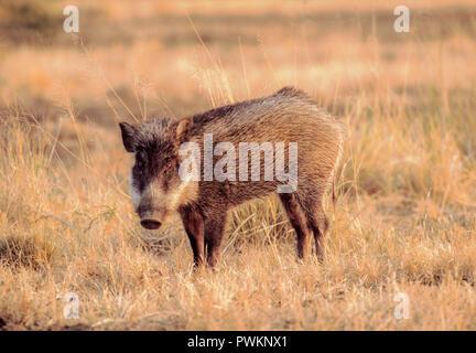 Indiano maschio Cinghiale, Sus scrofa cristatus, nelle praterie, Velavadar National Park, Gujarat, India Foto Stock