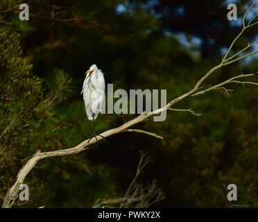 Garzetta appollaiata sul ramo di albero a Assateague Island Va Foto Stock