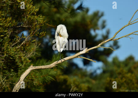 Garzetta appollaiata sul ramo di albero a Assateague Island Va Foto Stock