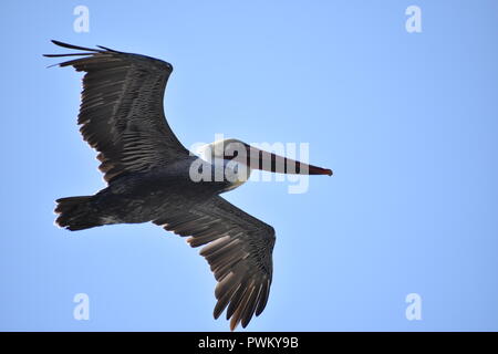 Un pellicano bruno fluttuanti nell'aria oltre l'Oceano Pacifico al punto Lobos Riserva Naturale Statale in California. Foto Stock