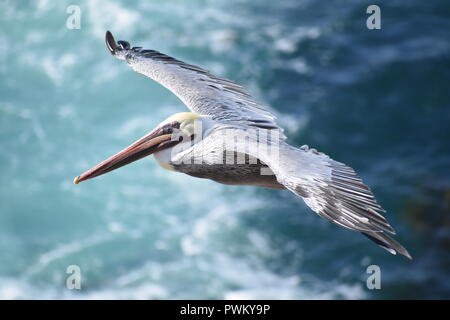 Un pellicano bruno fluttuanti nell'aria oltre l'Oceano Pacifico al punto Lobos Riserva Naturale Statale in California. Foto Stock