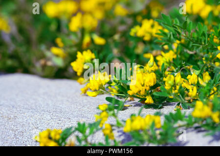 Lathyrus pratensis, prato pianta come pianta medicinale, colore giallo brillante con fiori affilati e di piccole dimensioni e sottili foglie verdi e fiori sul lato destro, luce Foto Stock