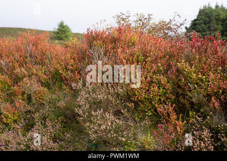 Flora colorata visto presso Sally Gap, County Wicklow, Irlanda. Foto Stock
