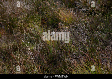 Flora colorata visto presso Sally Gap, County Wicklow, Irlanda. Foto Stock
