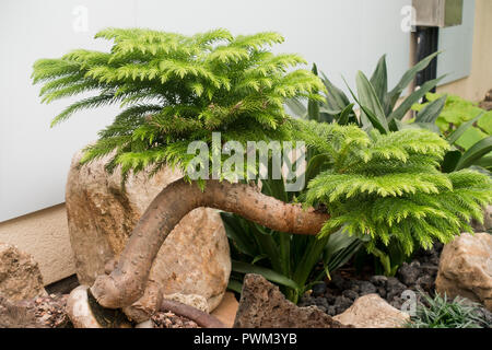 Isola Norfolk pine (Araucaria heterophylla) - USA Foto Stock