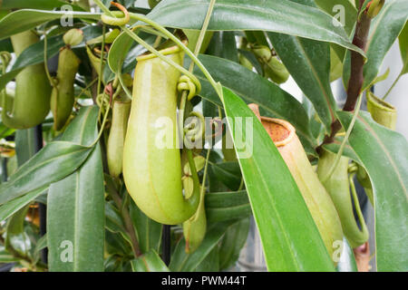 Tropical pianta brocca (Nepenthes distillatoria) nativa per lo Sri Lanka Foto Stock