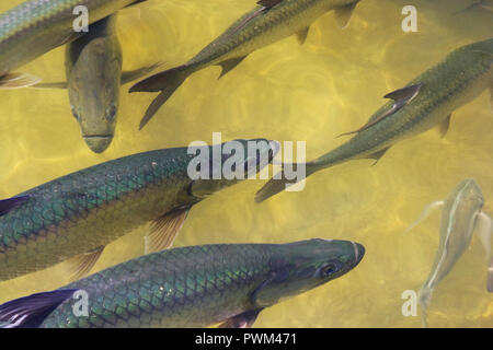 Scena di saltwater fly fishing per Bonefish, Tarpon, roosterfish, mahi mahi, tonno, sgombri e permesso. Foto Stock