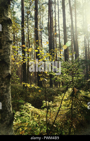 Forest retroilluminati da Sun su un nebbioso giorno di autunno nella foresta di Tuchola in Polonia, l'Europa. Foto Stock