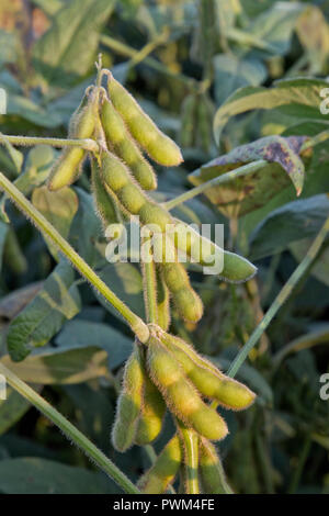 La stagionatura semi di soia " Glycine max " la maturazione sulla pianta, pm luce. Foto Stock